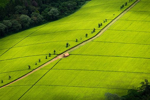 Kericho tea farms - Admedia Engaged to Conduct Global Digital Campaign to Market Kenyan Tea by Agriculture and Food Authority 2